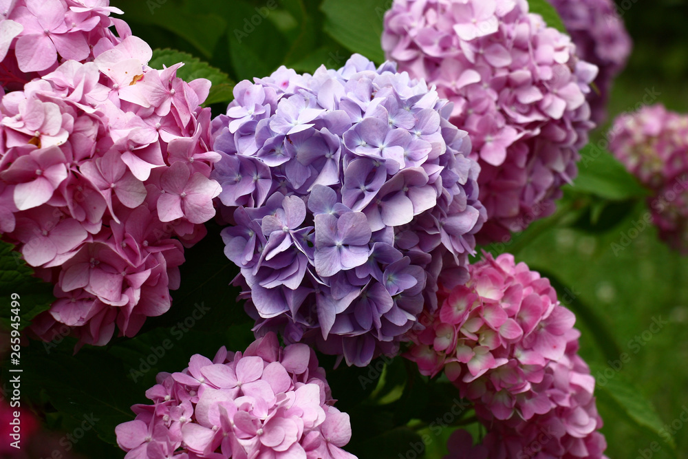 On one bush of a hydrangea macrophylla large inflorescences of different colors. On one bush of a hydrangea macrophylla large inflorescences of different colors.