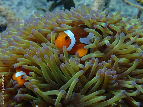 clownfish found at sea anemones at coral reef area at Tioman island  Malaysia