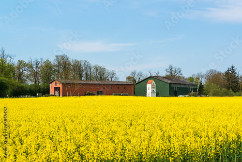 In voller Blüte stehendes Rapsfeld vor einem Bauernhof in Schleswig-Holstein
