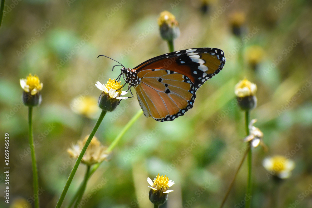 butterfly on flower butterfly on flower