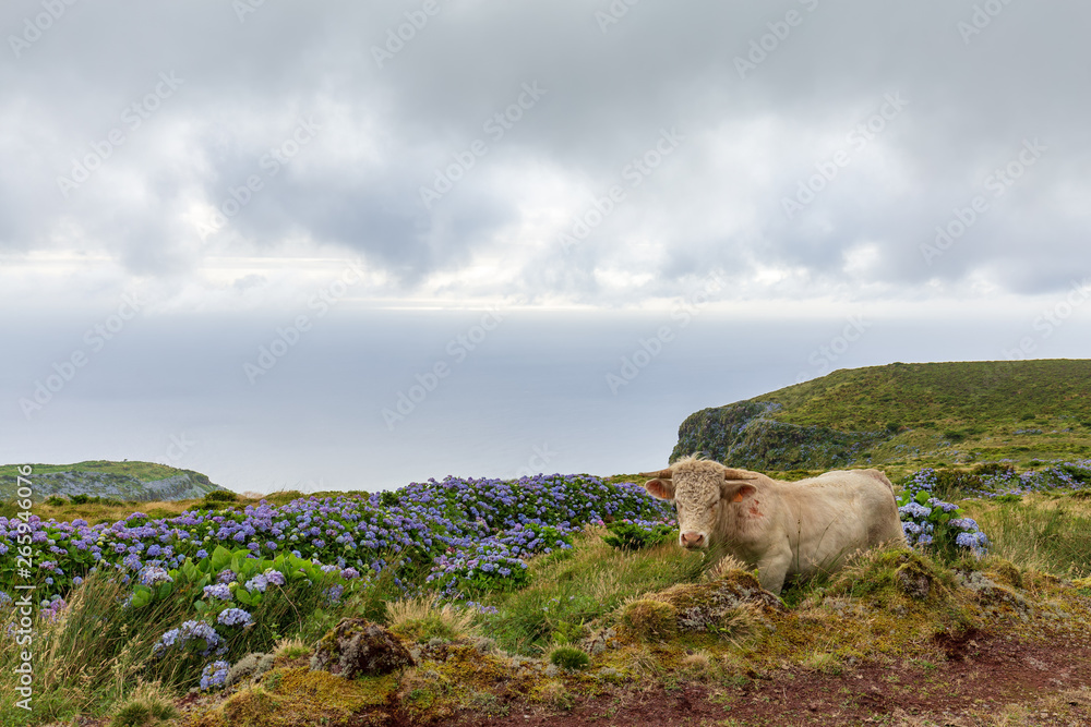Fototapeta premium Flores Cow