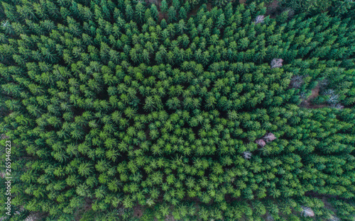 Aerial view of lined up green conifer treetops in forest, Germany