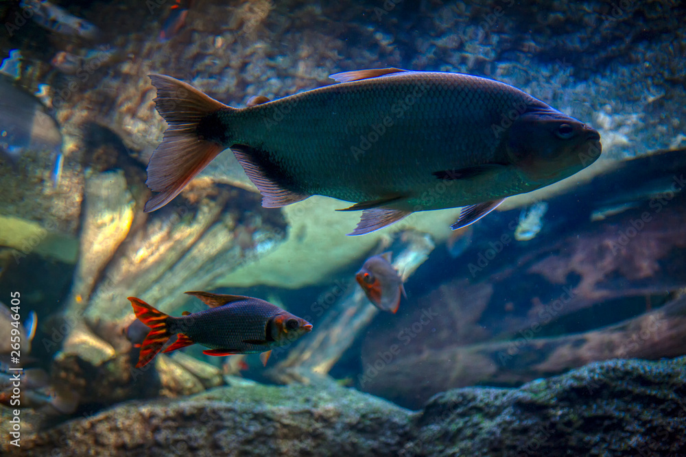 fish in deep transparent water fish in deep transparent water