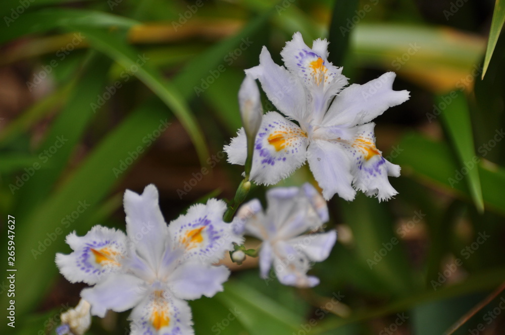 Fototapeta premium シャガの花