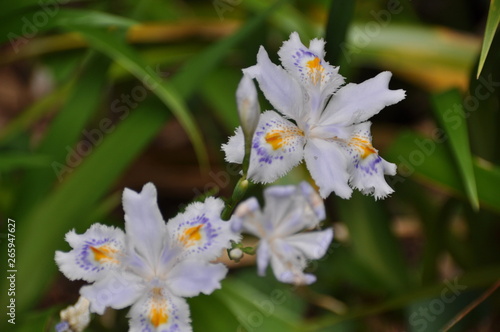 シャガの花 © photo203