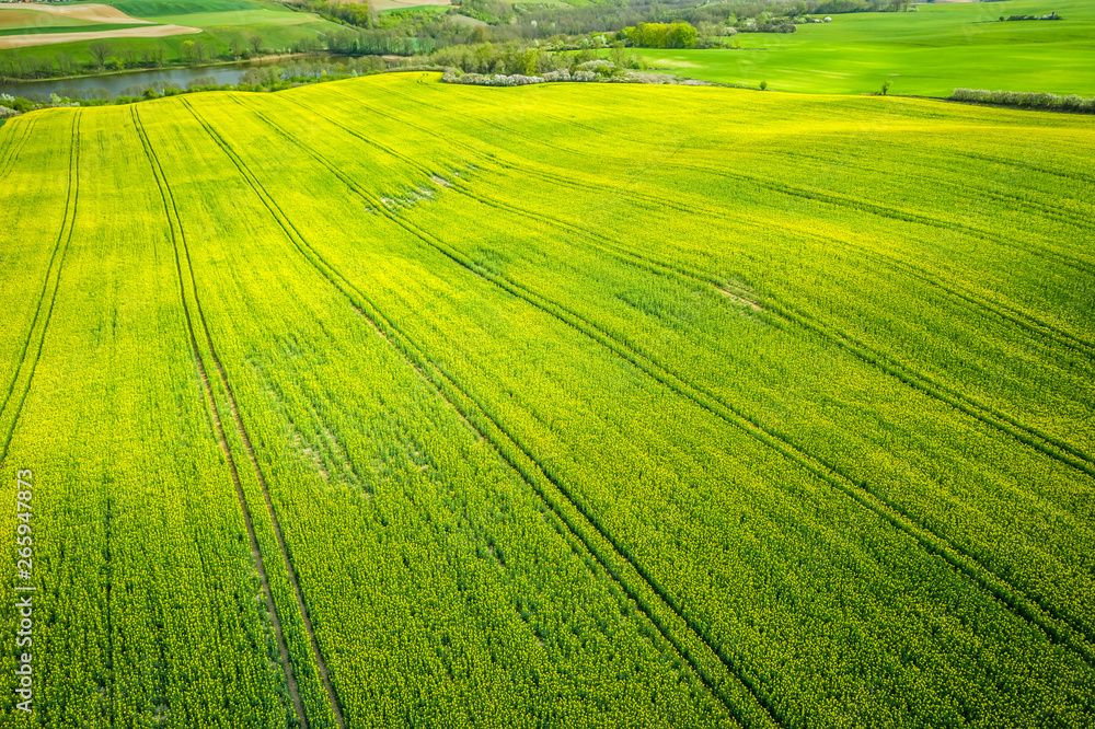 Yellow rape fields in the summer, aerial view