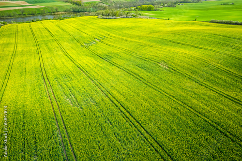 Yellow rape fields in the summer, aerial view © shaiith