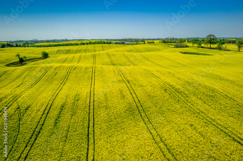 Green and yellow rape fields in sunny day, aerial view