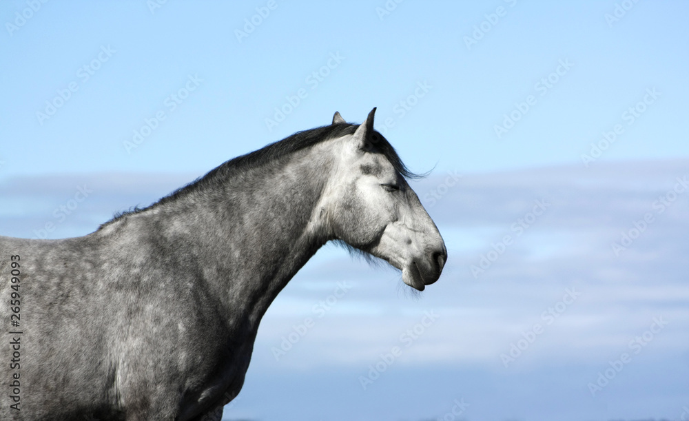 Portrait of grey andalusian horse with closed eyes against blue sky. Portrait of grey andalusian horse with closed eyes against blue sky.