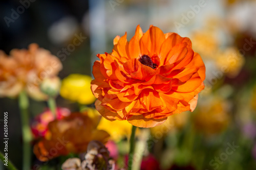 An orange ranunculus flower in the Californian sunshine, with a shallow depth of field