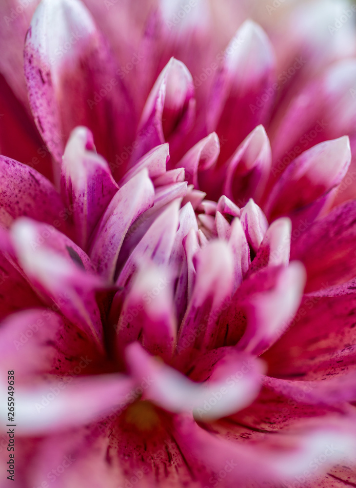 Petals of dahlia flower close-up, soft focus