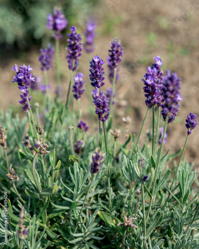 Lavandula angustifolia flowers in the garden