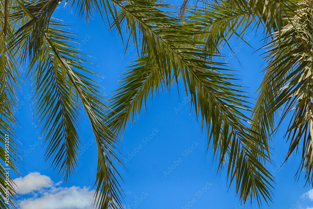 Tropical beautiful green palm trees against a bright blue sky.