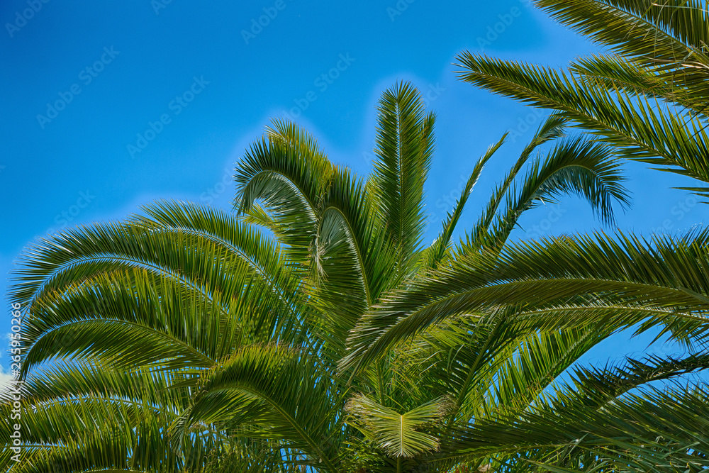 Tropical beautiful green palm trees against a bright blue sky. Tropical beautiful green palm trees against a bright blue sky.