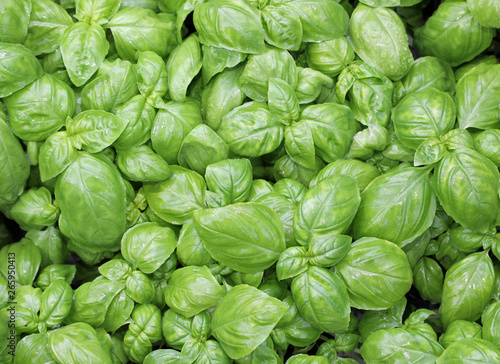 fresh leaves of basil a typical  aromatic plant of Mediterranean