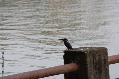 The bird King Fisher, waiting for a fish to catch the picture taken from Kavvay river, Kerla   photo