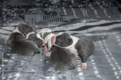 Fototapet Puppy blue and white Stafffordshire bull terriers, pitbulls 4 days old