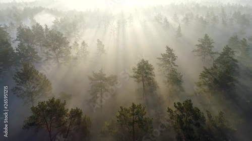 Flying over the trees in misty pine forest penetrated by the rays of morning sun during sunrise. Aerial shot, 4K
