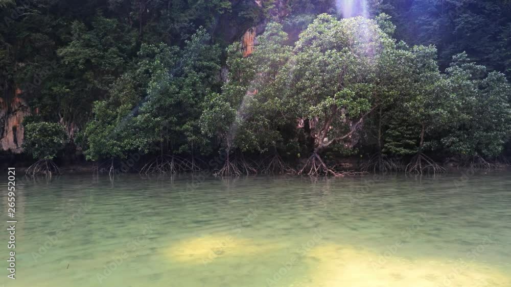 Mangrove forest trees in sea lagoon on Phang Nga marine national park Mangrove forest trees in sea lagoon on Phang Nga marine national park