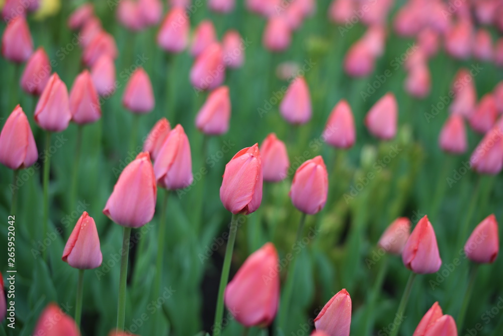 Close up of pink tulip flowers with leafs in the garden.
