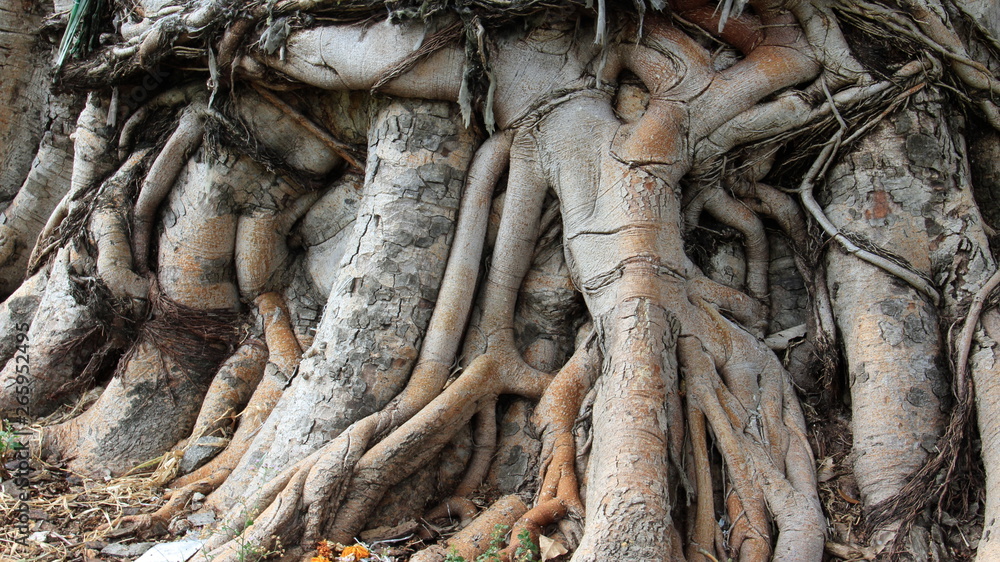 Topical Rain Forest And Close Up Bodhi Tree Roots In Thailand Topical Rain Forest And Close Up Bodhi Tree Roots In Thailand