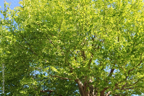 風景　緑　丸い　木　杤木