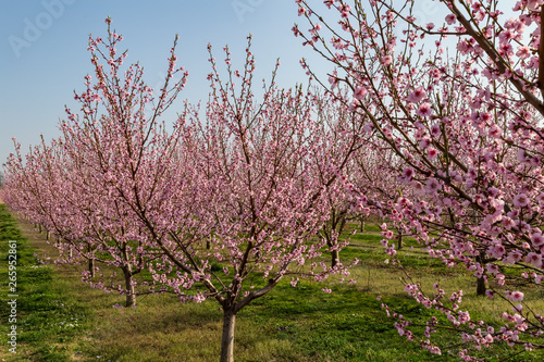 pink peach tree blossoms