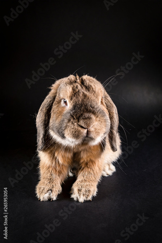 Decorative rabbit breed sheep. Black background.