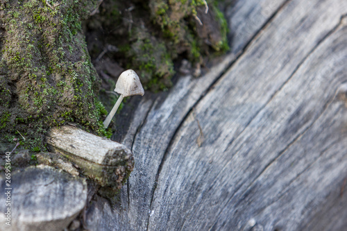 small white mushroom on tree