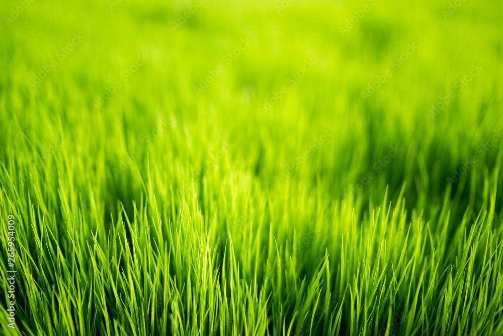 Green blurred background and sunlight. Nature background. Nature concept. Green blurred background and sunlight. Nature background. Nature concept.