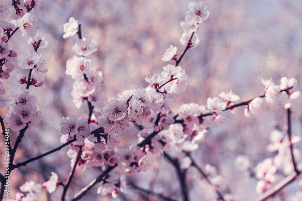 Blooming cherry branch in the spring garden at the wedding ceremony Blooming cherry branch in the spring garden at the wedding ceremony