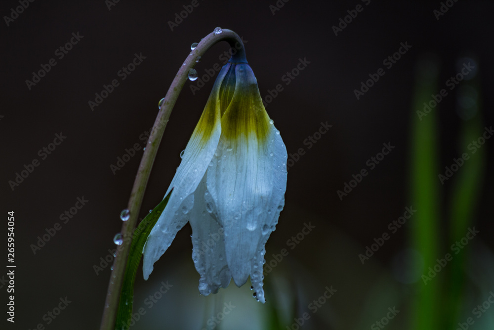 Fototapeta premium White Dew