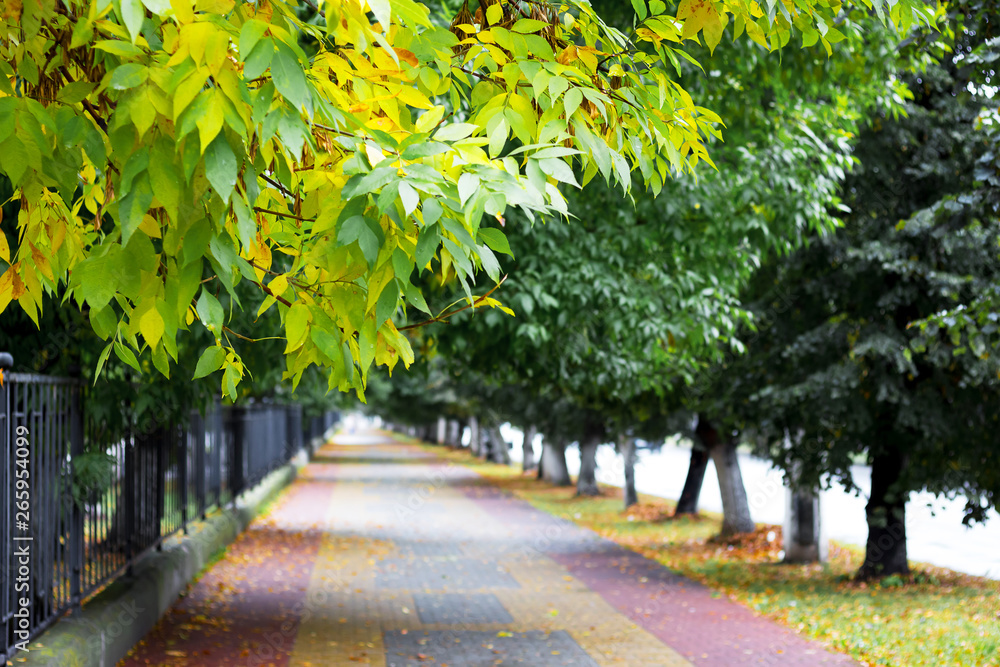 Alley in the park of modern city in the beginning of autumn. The leaves begin to yellow in the trees_