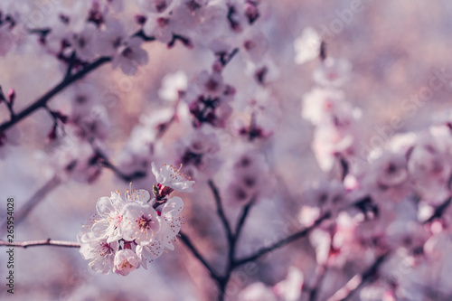 In Japan, cherry blossoms of early-bloom variety are in full bloom now © danysharipova