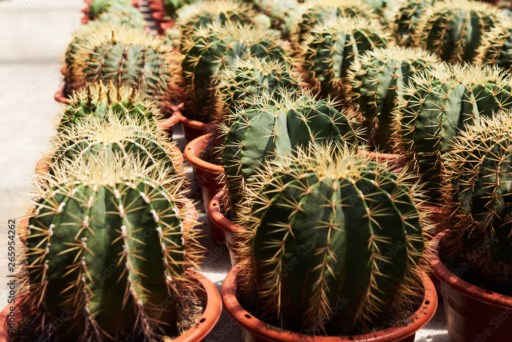 Collection of cactus plants in pots. Small ornamental plant. Selective focus, top-view shot. Cactus plant pattern. Natural background. Green texture background. Collection of cactus plants in pots. Small ornamental plant. Selective focus, top-view shot. Cactus plant pattern. Natural background. Green texture background.