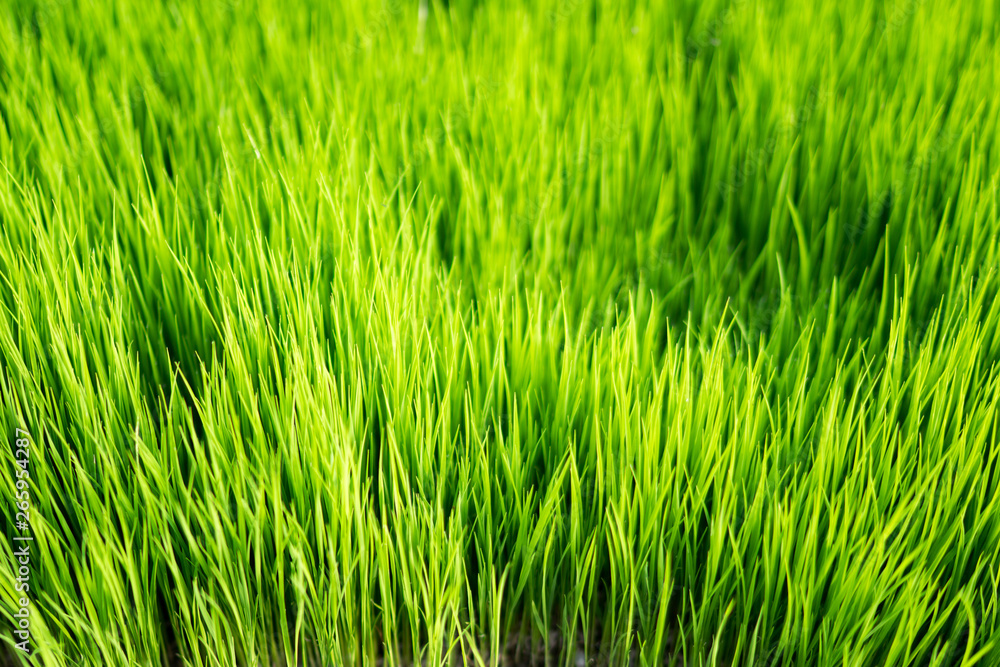 Green blurred background and sunlight. Nature background. Nature concept. Green blurred background and sunlight. Nature background. Nature concept.