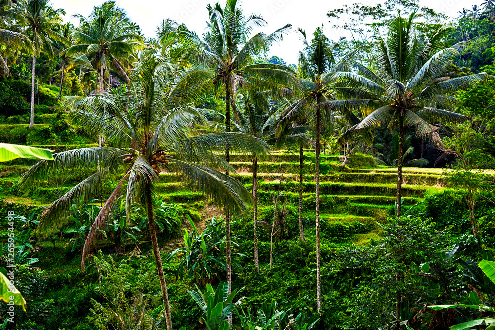 Rice fields on terraced of Bali island, Ubud. Scenic view of a picturesque tropical agricultural landscape. Travel and summer vacantion concept. Rice fields on terraced of Bali island, Ubud. Scenic view of a picturesque tropical agricultural landscape. Travel and summer vacantion concept.