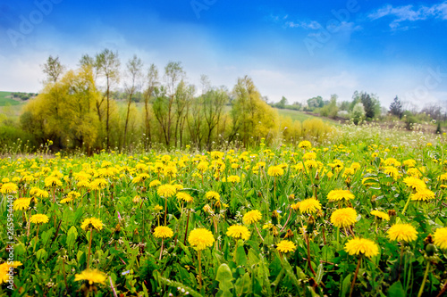 Yellow dandelions and young trees in a meadow in sunny weather_