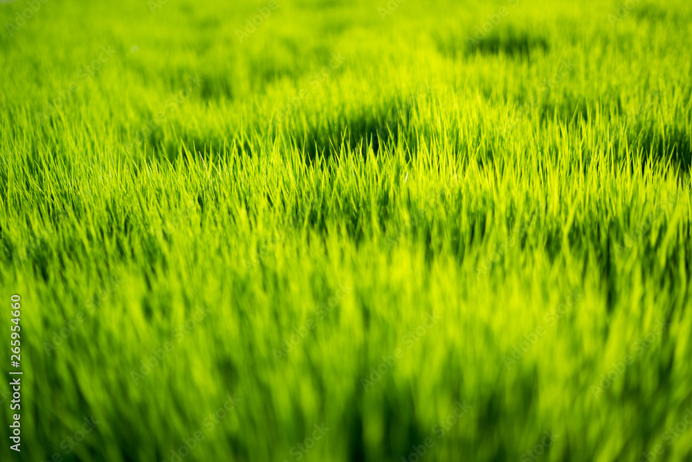 Fresh healthy green bio background with abstract blurred grass and bright summer sunlight and copyspace for your text or advertisment.