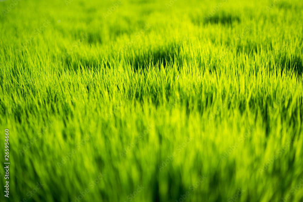 Fresh healthy green bio background with abstract blurred grass and bright summer sunlight and copyspace for your text or advertisment. Fresh healthy green bio background with abstract blurred grass and bright summer sunlight and copyspace for your text or advertisment.