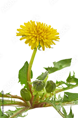 bright yellow dandelion flower on a white background