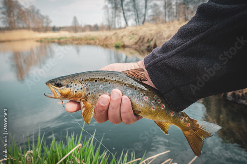 Fototapeta Naklejka Na Ścianę i Meble -  Fishing - fisherman catch trout on river