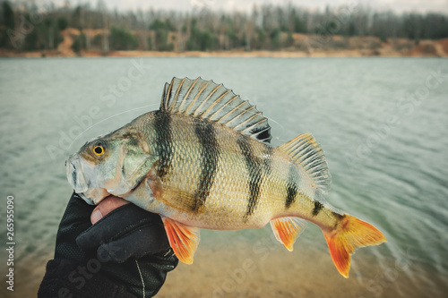 Fisherman holds a perch in his hand.