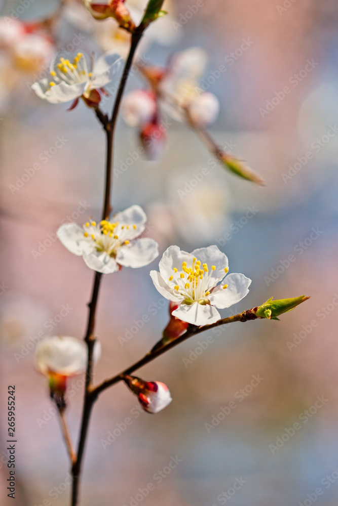 Obraz premium Japanese apricot flowers. Prunus mume tree in full bloom. Sunlit flowers of white color in the light of setting sun in early spring evening