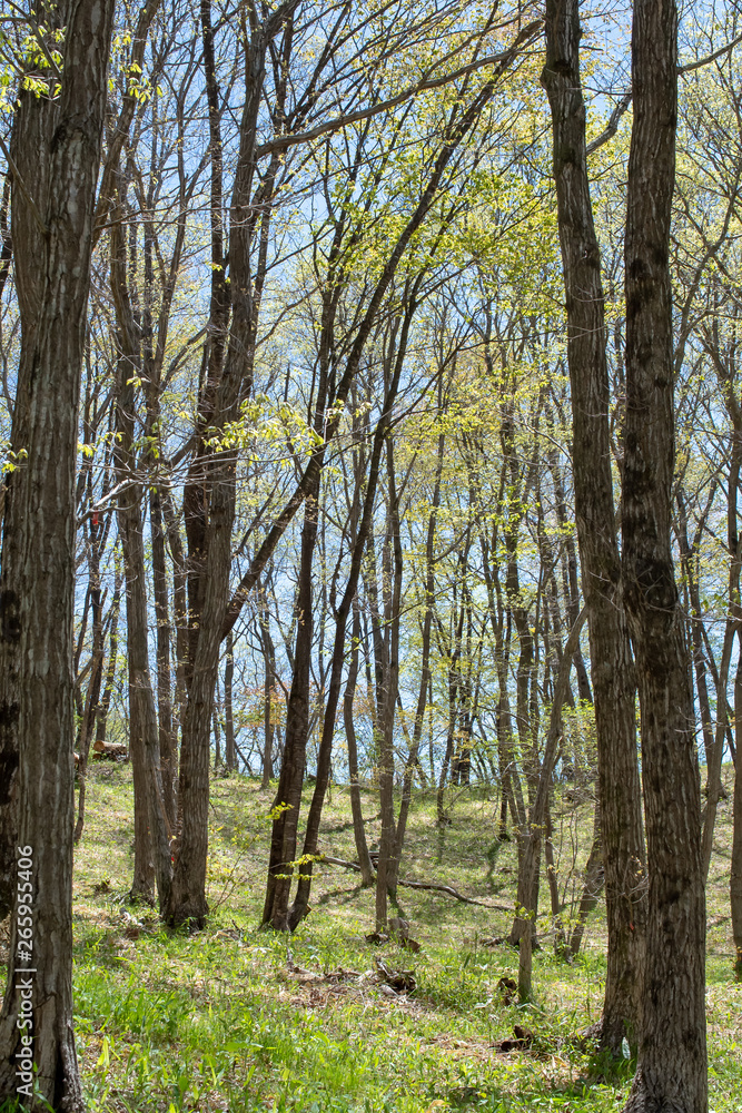 Naklejka premium 新緑と青空と林