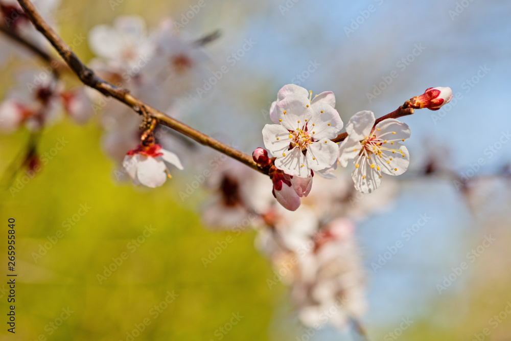 Japanese apricot flowers. Prunus mume tree in full bloom. Sunlit flowers of white color in the light of setting sun in early spring evening Japanese apricot flowers. Prunus mume tree in full bloom. Sunlit flowers of white color in the light of setting sun in early spring evening