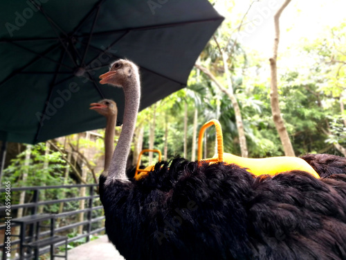 riding on the ostrich racing Hainan