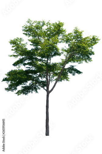 Beautiful fresh green deciduous tree isolated on pure white background for graphic. with clipping path