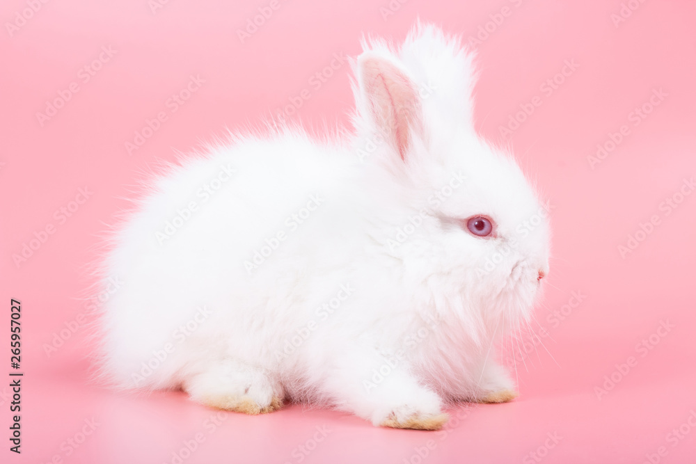 White adorable baby rabbit on pink background. Cute baby rabbit.