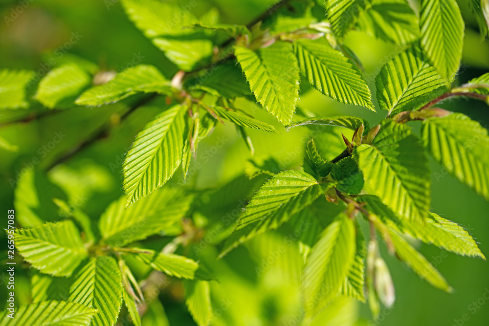 Europäische Hopfenbuche, Ostrya carpinifolia, Austrieb Europäische Hopfenbuche, Ostrya carpinifolia, Austrieb